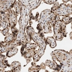 Immunohistochemical staining of human placenta shows strong nuclear positivity in trophoblastic cells.