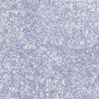 Immunohistochemical staining of human lymph node shows no positivity in germinal center cells as expected.