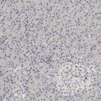 Immunohistochemical staining of human pancreas shows low expression as expected.