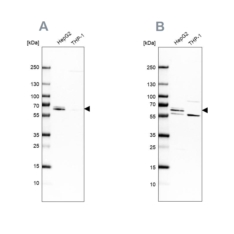 Anti-CDR2 Antibody