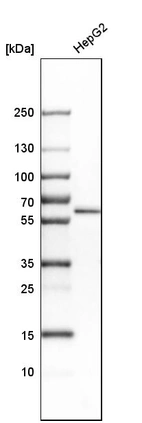 Western blot analysis in human cell line HepG2.