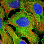 Immunofluorescent staining of human cell line U-2 OS shows localization to plasma membrane, cytosol & actin filaments.