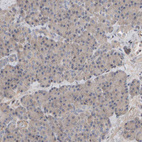 Anti-C9orf72 Antibody