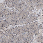Immunohistochemical staining of human pancreas shows very weak cytoplasmic positivity in exocrine glandular cells.
