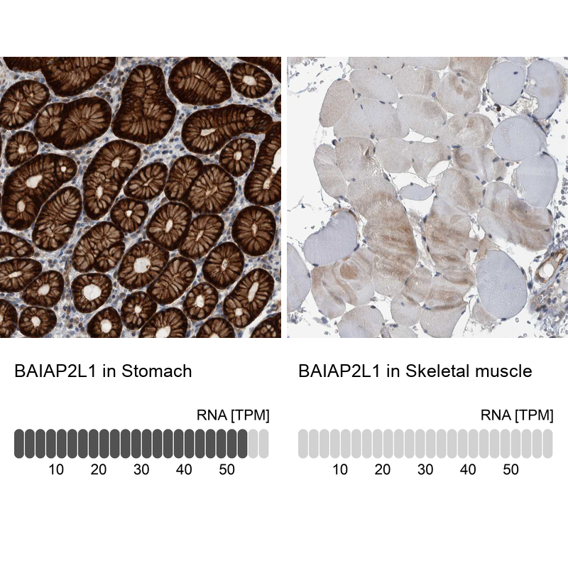Anti-BAIAP2L1 Antibody