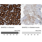 Anti-BAIAP2L1 Antibody