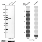 Western blot analysis in human cell lines Caco-2 and U-251MG using Anti-BAIAP2L1 antibody. Corresponding BAIAP2L1 RNA-seq data are presented for the same cell lines. Loading control: Anti-GAPDH.