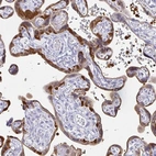 Immunohistochemical staining of human placenta shows strong cytoplasmic positivity in trophoblastic cells.