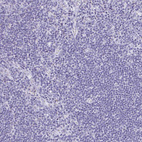 Immunohistochemical staining of human lymph node shows no positivity in non-germinal center cells as expected.