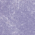 Immunohistochemical staining of human lymph node shows no positivity in non-germinal center cells as expected.