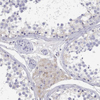 Immunohistochemical staining of human testis shows weak cytoplasmic positivity in cells in Leydig cells.