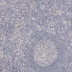 Immunohistochemical staining of human tonsil shows no positivity in lymphoid cells as expected.