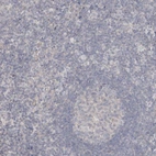 Immunohistochemical staining of human tonsil shows no positivity in lymphoid cells as expected.