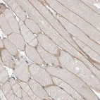 Immunohistochemical staining of human skeletal muscle shows strong membranous positivity in myocytes.