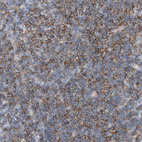 Anti-FYN Antibody