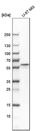 Western blot analysis in human cell line U-87 MG.