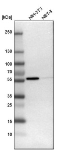 Anti-FYN Antibody