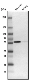 Western blot analysis in mouse cell line NIH-3T3 and rat cell line NBT-II.