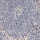 Immunohistochemical staining of human lymph node shows low expression as expected.