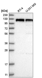 Anti-DLG2 Antibody