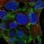 Immunofluorescent staining of human cell line CACO-2 shows localization to plasma membrane.