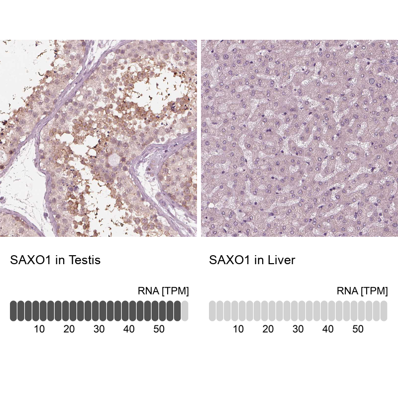 Anti-SAXO1 Antibody