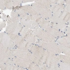 Immunohistochemical staining of human skeletal muscle shows low expression as expected.