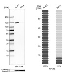 Anti-NFKB2 Antibody