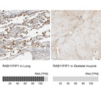 Anti-RAB11FIP1 Antibody