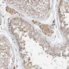 Anti-RAB11FIP1 Antibody