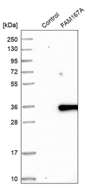 Western blot analysis in control (vector only transfected HEK293T lysate) and FAM167A over-expression lysate (Co-expressed with a C-terminal myc-DDK tag (~3.1 kDa) in mammalian HEK293T cells, LY409297).