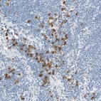 Anti-ARHGAP27 Antibody