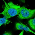 Immunofluorescent staining of human cell line U-251 MG shows localization to nucleoplasm & cytosol.