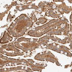 Immunohistochemical staining of human duodenum shows strong cytoplasmic granular positivity in glandular cells.