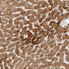 Anti-TRAM1 Antibody