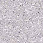 Anti-ZNF703 Antibody