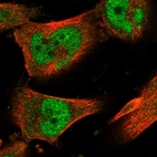 Immunofluorescent staining of human cell line U-251 MG shows localization to nucleoplasm & cytosol.