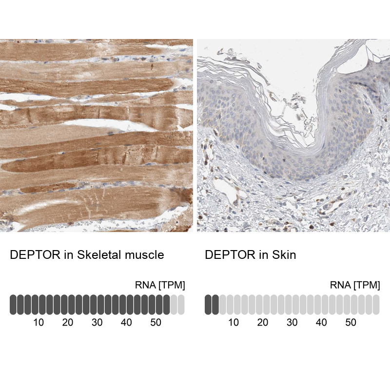 Anti-DEPTOR Antibody