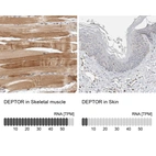 Anti-DEPTOR Antibody