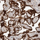 Immunohistochemical staining of human placenta shows strong cytoplasmic positivity in trophoblastic cells.