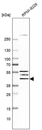 Western blot analysis in human cell line RPMI-8226.