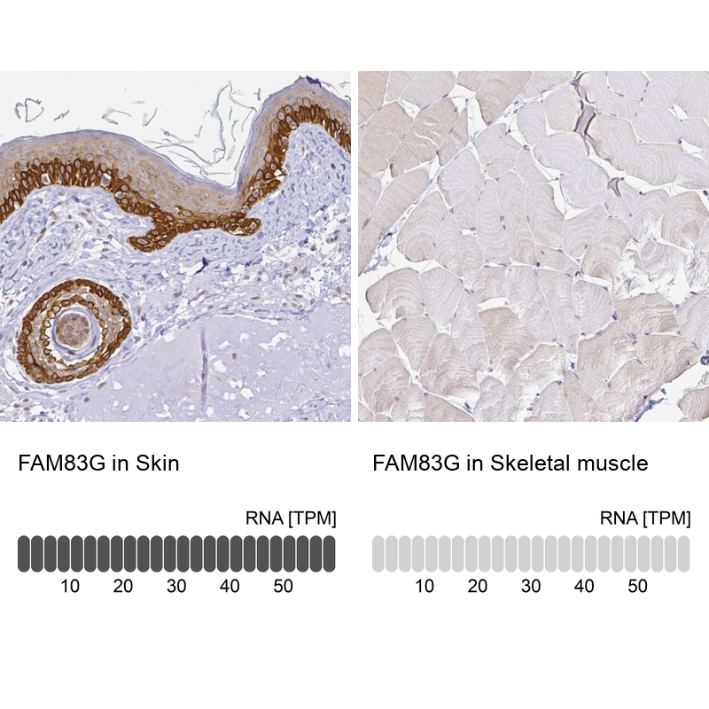 Anti-FAM83G Antibody