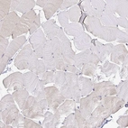 Immunohistochemical staining of human skeletal muscle shows low expression as expected.