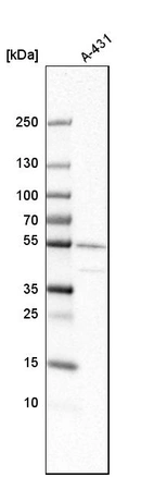Western blot analysis in human cell line A-431.