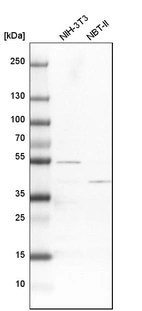 Western blot analysis in mouse cell line NIH-3T3 and rat cell line NBT-II.
