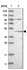 Anti-DEPTOR Antibody