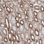 Anti-FAAP100 Antibody