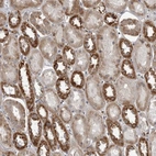 Anti-FAAP100 Antibody