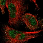 Immunofluorescent staining of human cell line U-251 MG shows localization to nucleoplasm.