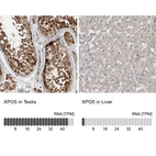Anti-XPO5 Antibody